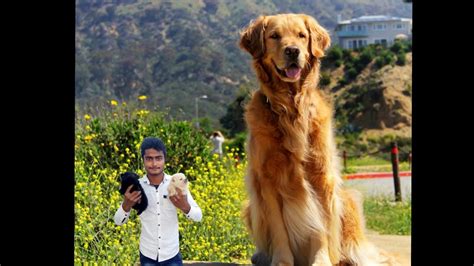 biggest golden retriever